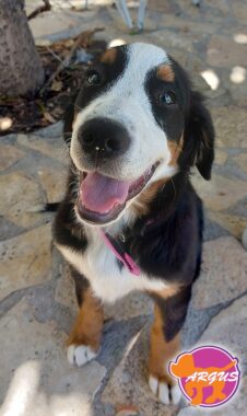 Bernese Mountain Dog - Roxy