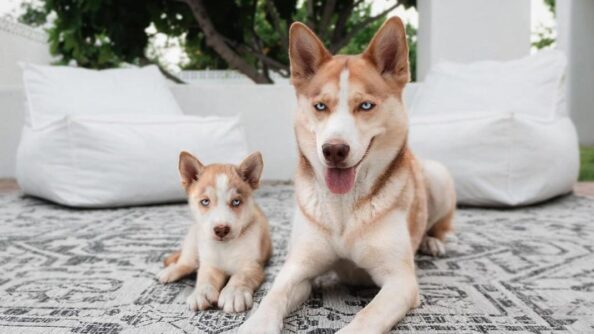 dogs-1 Κουτάβια δίπλα στους ενήλικους εαυτούς τους