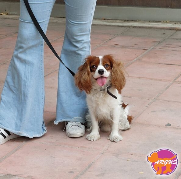 Cavalier King Charles - Kinder