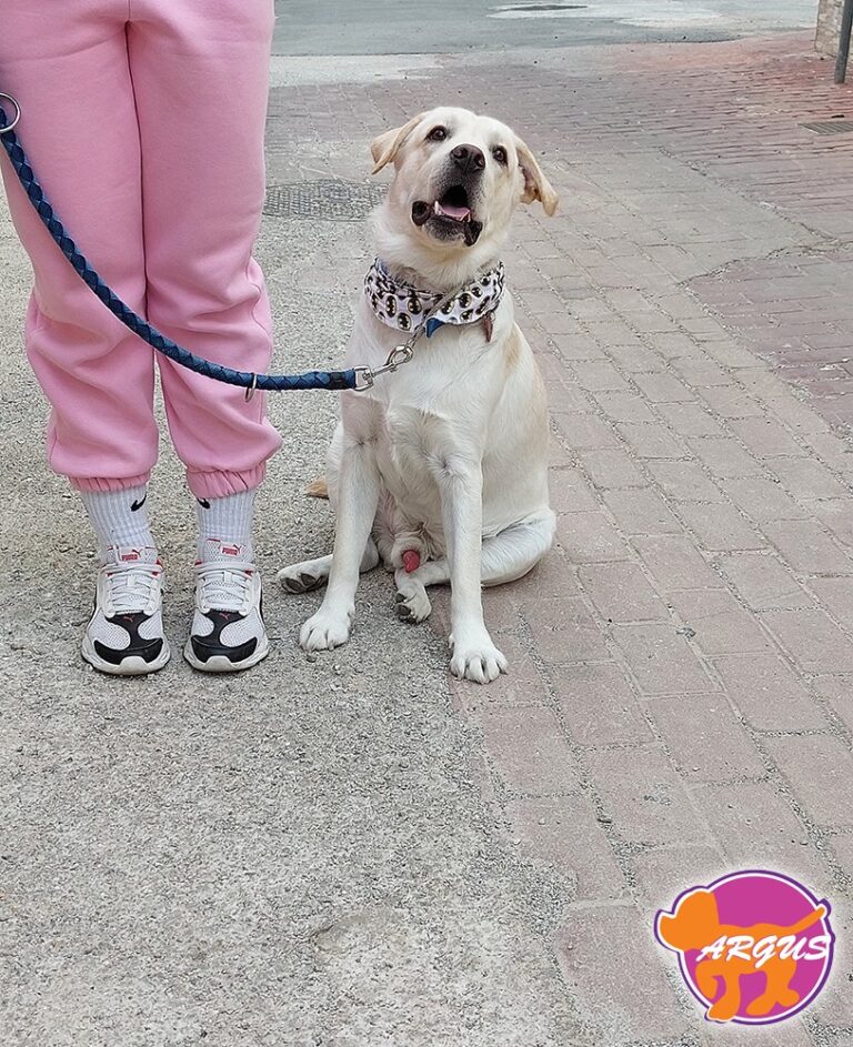 Carlos — Labrador, Ελευσίνα