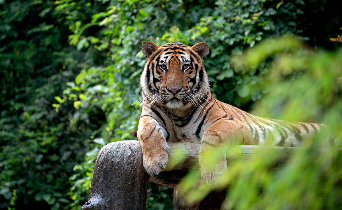 Δραματικό μήνυμα από τη WWF: Σχεδόν το 70% της άγριας πανίδας εξαφανίστηκε από το 1970