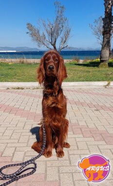 Setter - Bruno