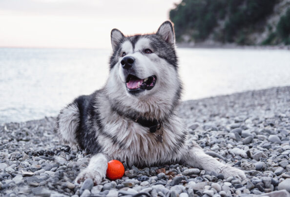 erlixiosi-alaskan-malamute