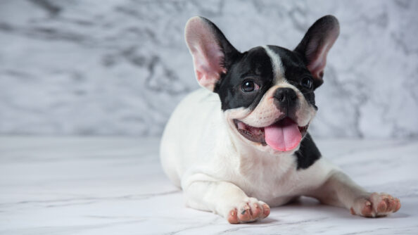 french-bulldog Το Γαλλικό Μπουλντόγκ στην κορυφή της λίστας με τα δημοφιλέστερα σκυλιά