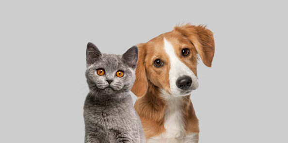 1-cat-dog-together-looking-camera-isolated-grey-1 Ένας παραπάνω κίνδυνος για σκύλους που συγκατοικούν με γάτες