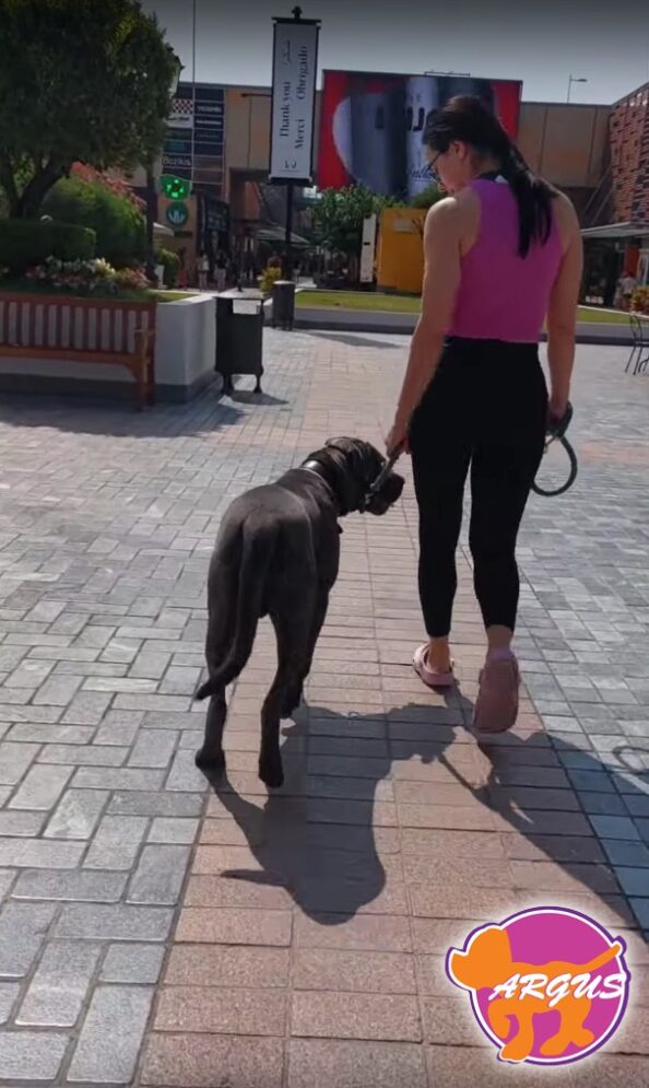 Cane Corso - Arco