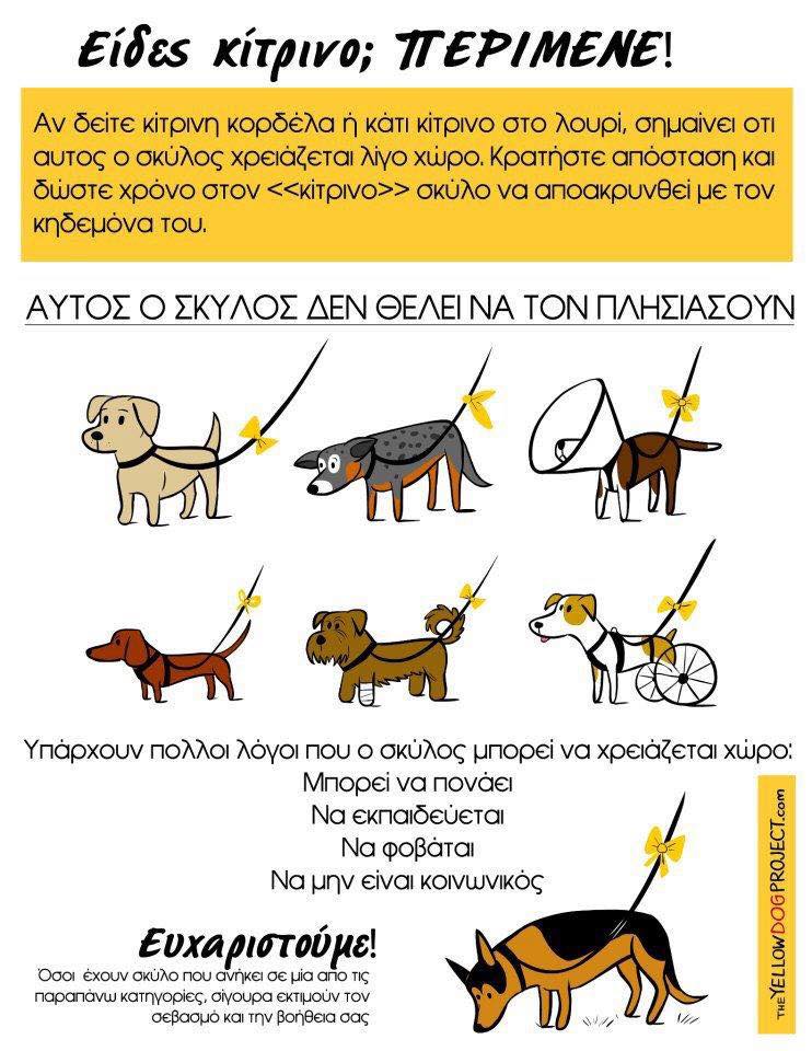 The Yellow Dog Project