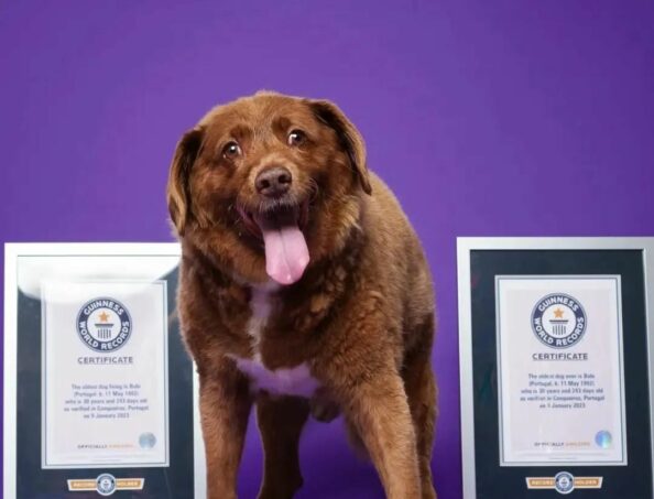 guinness-record O γηραιότερος σκύλος στο βιβλίο Γκίνες