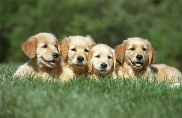 Shallow focus shot of a four cute Golden Retriever puppies resting on a grass ground Πώς μπορώ να κρατήσω το κουτάβι μου υγιές και χαρούμενο