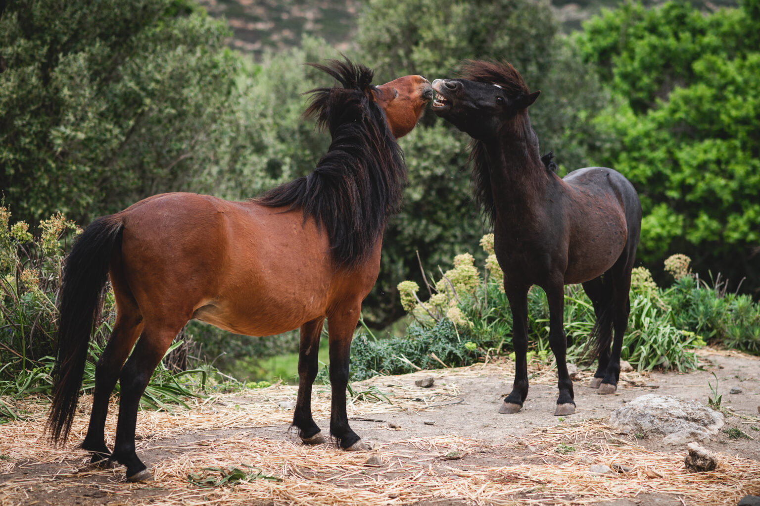 Τα αρχαία και σπάνια αλογάκια της Σκύρου