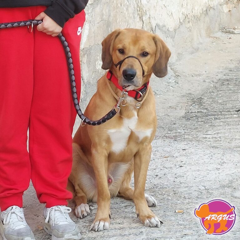 Όντι — Ημίαιμο, Μανιάτικα Πειραιά