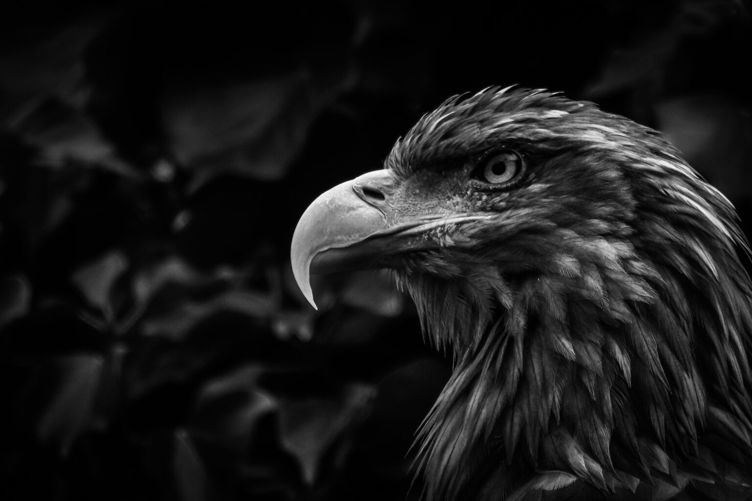 AEK