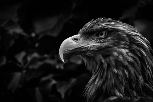 close-up-eagle AEK
