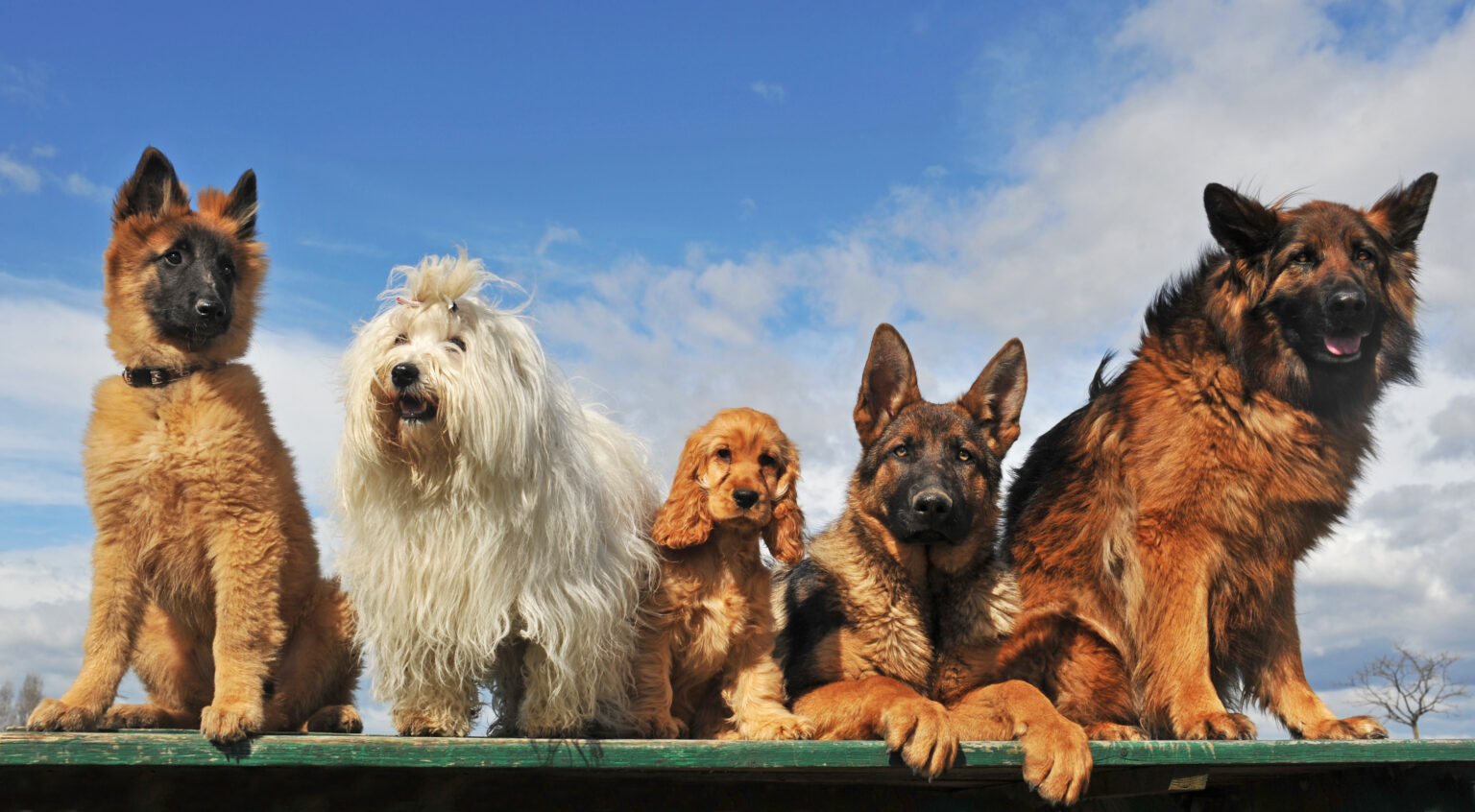 Pedigree