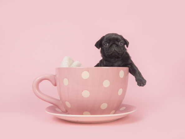 Black pug puppy facing the camera hanging over the edge of a pink and white dotted cup and saucer on a pink background Τeacup dogs - σκυλάκια τσέπης
