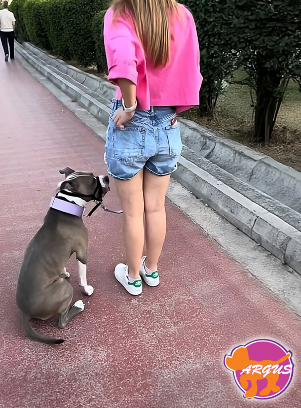 Η Aria (Amstaff) με Halti