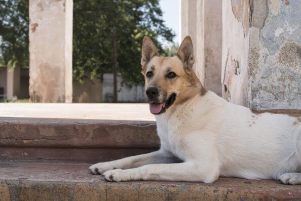 dog-stairs-with-adoption-banner Ο σκύλος ζει στον κήπο
