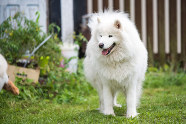 White Samoyed puppy sits on the green grass. Dog in nature, a walk in the park Samoyed