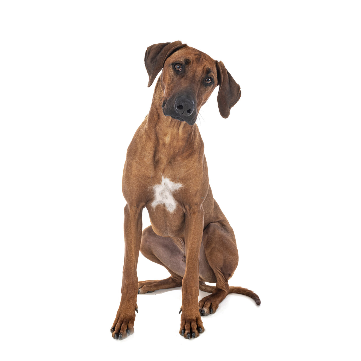 Rhodesian Ridgeback