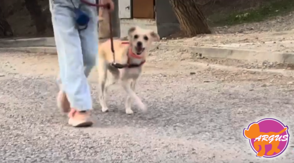 Βασική Υπακοή