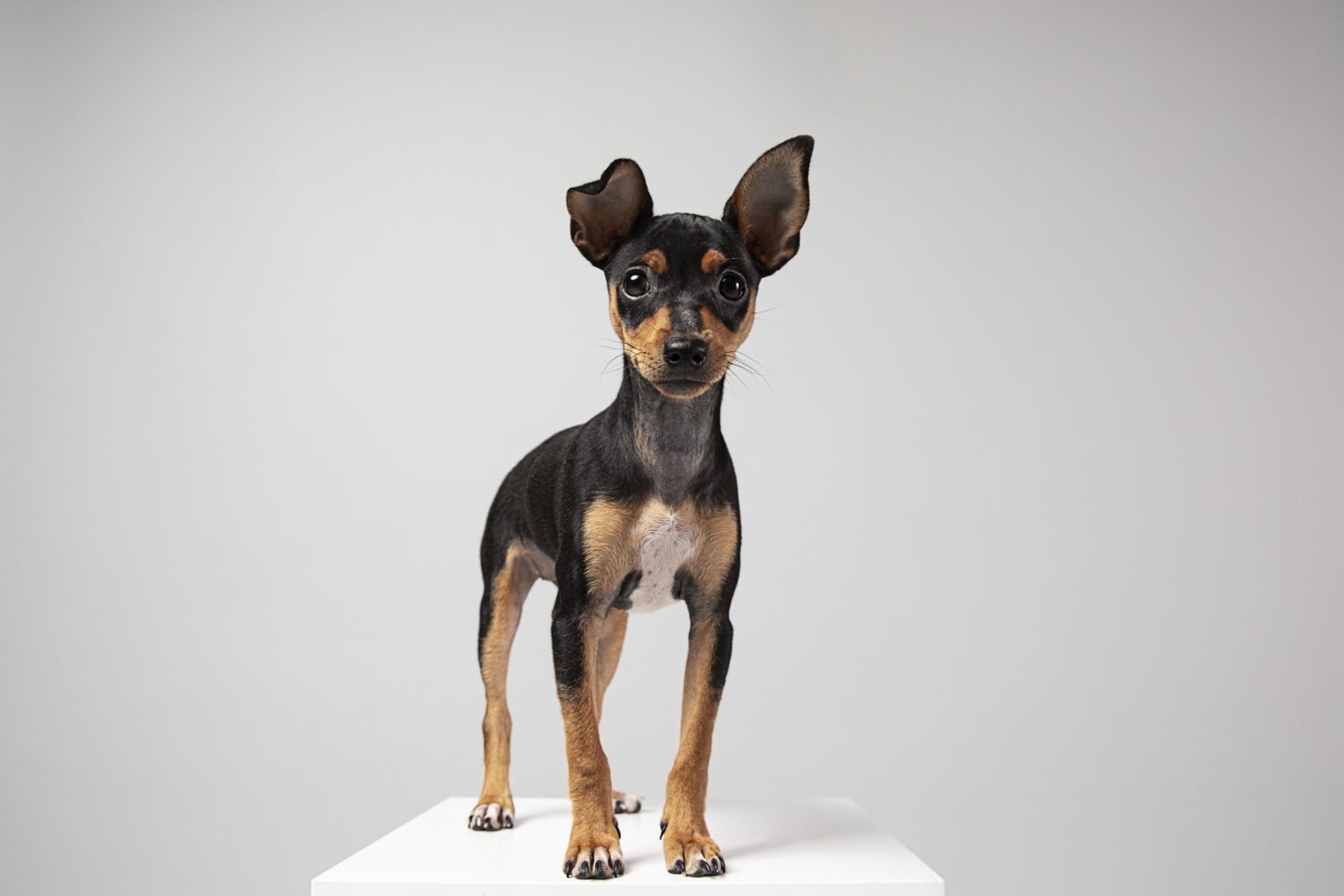 Miniature Pinscher με μαύρο και καστανό τρίχωμα