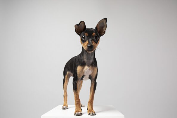Miniature Pinscher Border Collie