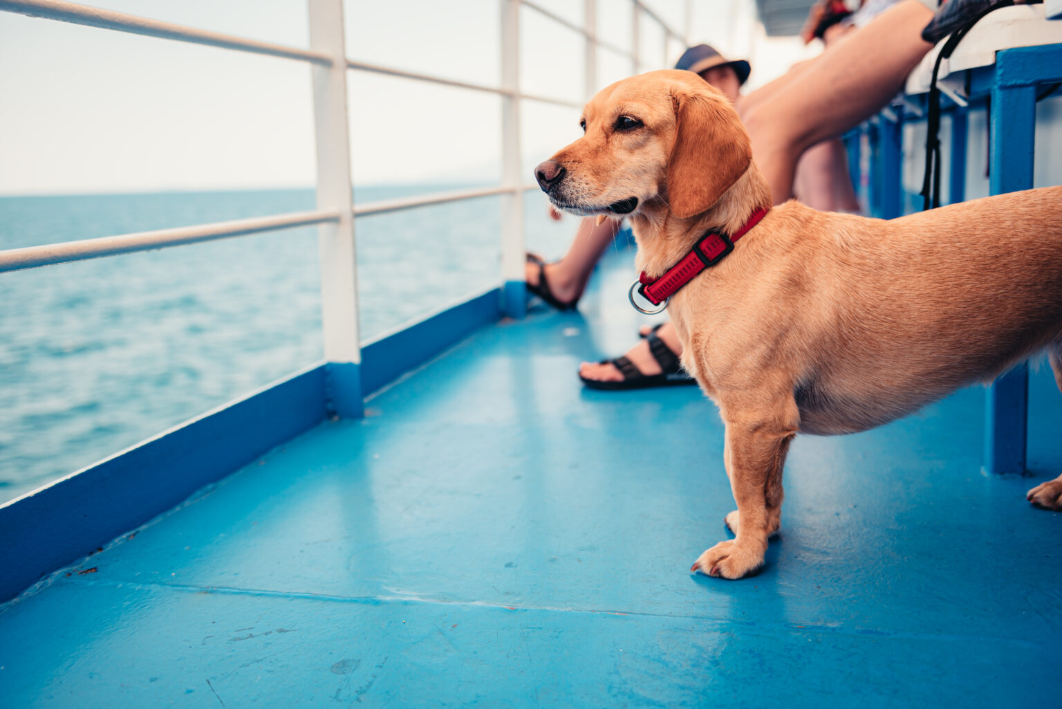 Το πιο Pet Friendly πλοίο των ελληνικών θαλασσών που θα λατρέψει ο σκύλος σας