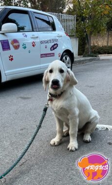 Golden Retriever - Veil