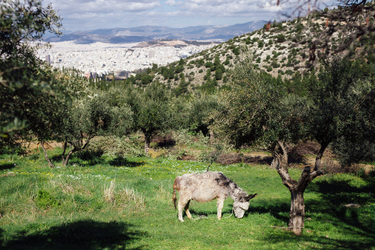 Έχει και ένα γαϊδουράκι σαράντα χρόνων, τον Βαγγέλη