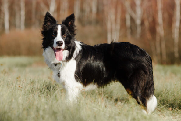 black-white-border-collie-dog-are-posing-field Border Collie