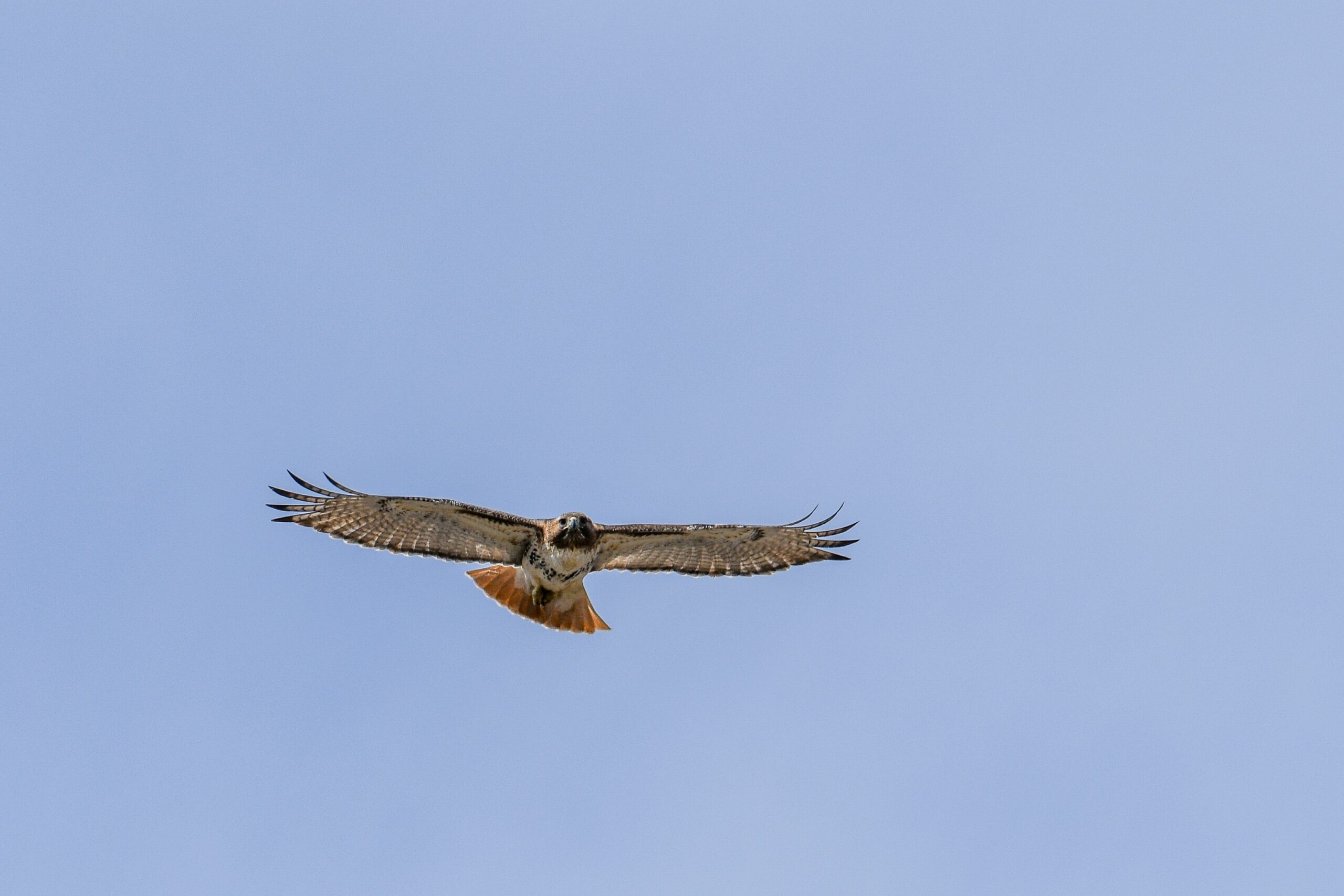 falconry-air-force