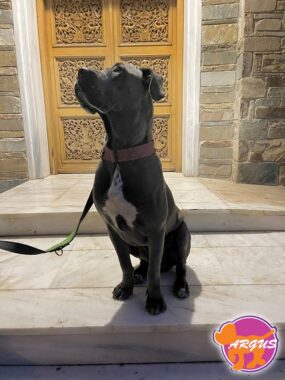 Cane Corso - Sagia