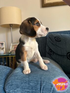 Beagle - Ίρις