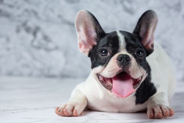 french-bulldog French Bulldog