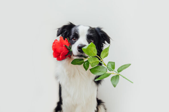 St. Valentine’s Day concept. Funny portrait cute puppy dog border collie holding red rose flower in mouth isolated on white background. Lovely dog in love on valentines day gives gift. Πώς οι σκύλοι δίνουν άλλο νόημα στη μέρα του Αγίου Βαλεντίνου