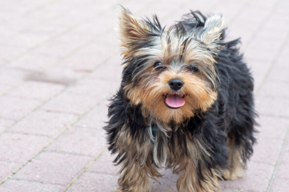 A shaggy Yorkshire terrier puppy with protruding tongue is waiting to be played with, close-up, copy space Yorkshire Terrier