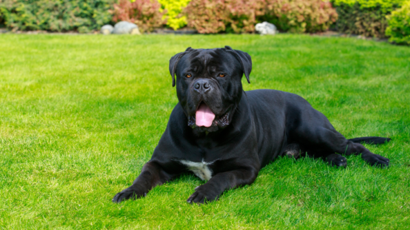 Cane-Corso Cane Corso