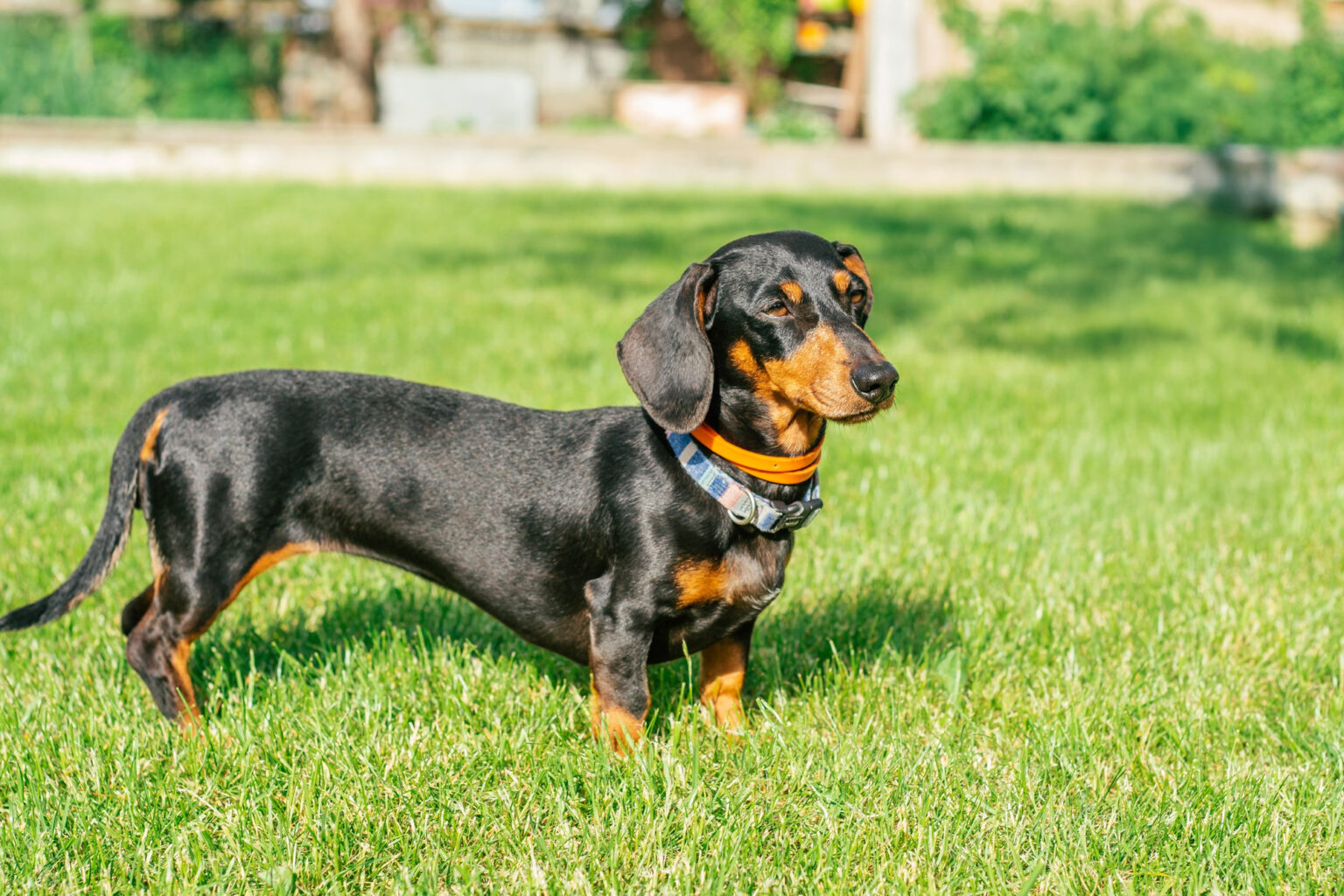 Dachshund