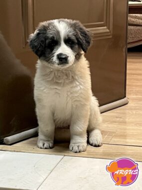 Ελληνικός ποιμενικός - Άτλας