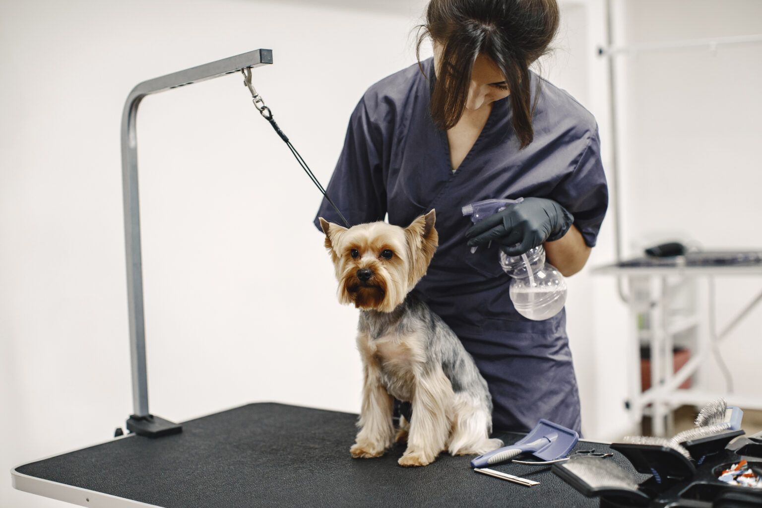 Τι μπορεί να δει και να προλάβει ο pet groomer για την υγεία του σκύλου