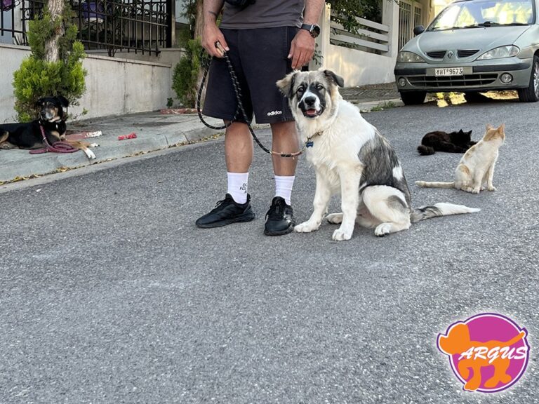 Buddy — Ημίαιμο, Νεάπολη Νίκαιας