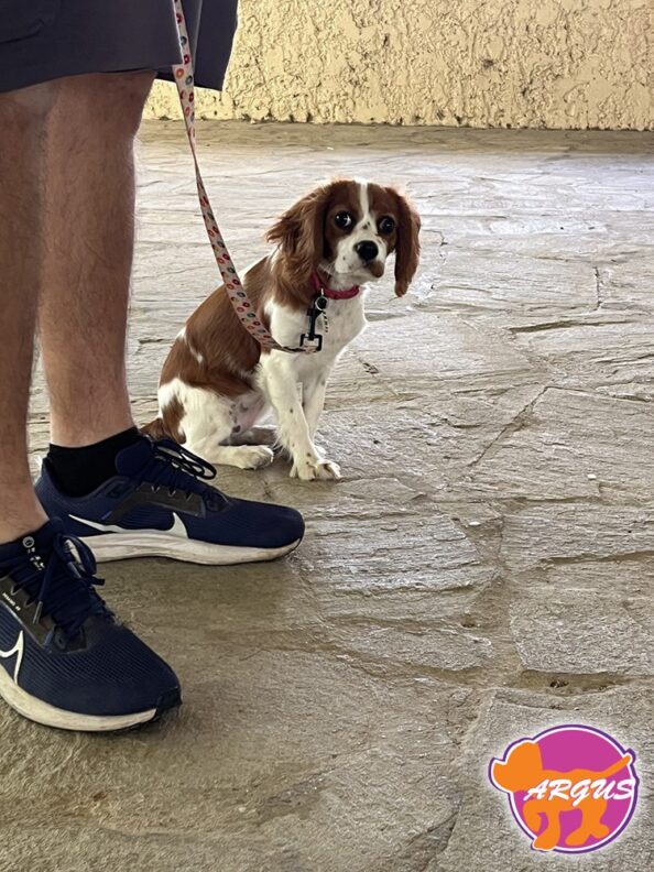 King Charles - Milly