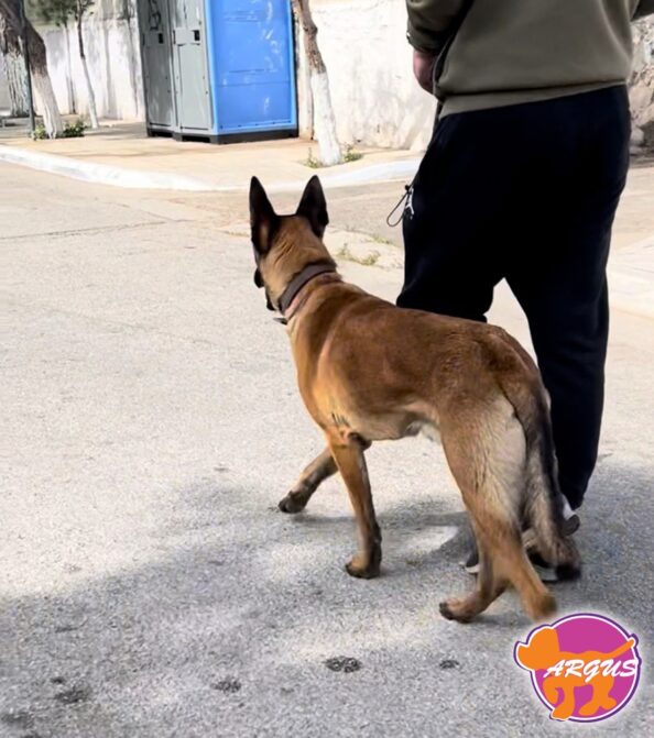 Malinois - Έρως
