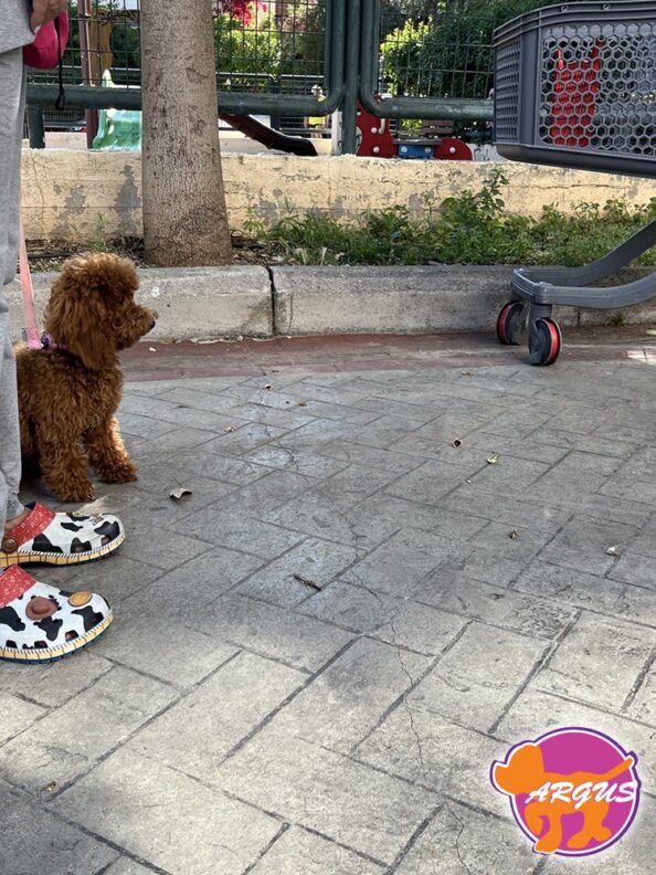 Poodle - Aby