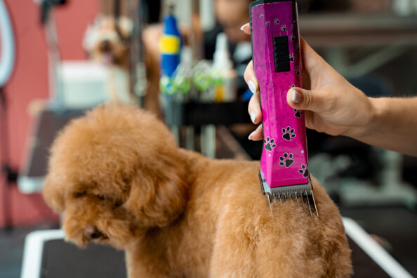 Pet groomer Pet groomer