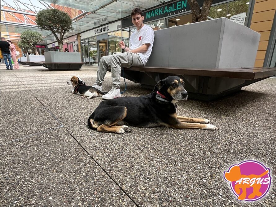Ήρα - Beagle