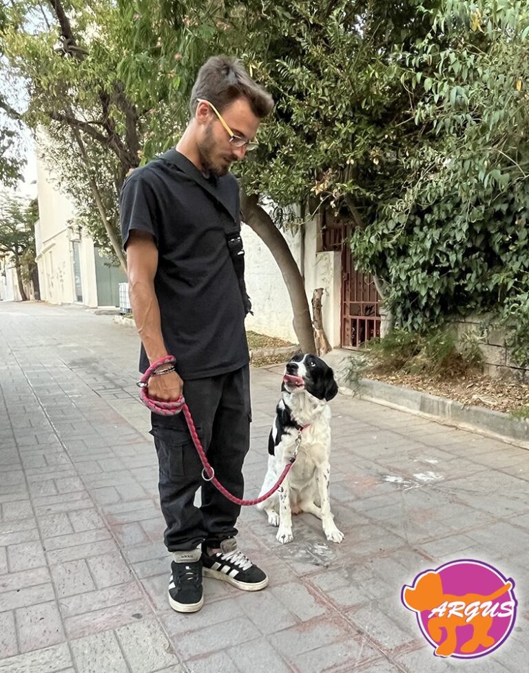 Λίζα — Ημίαιμο, Ίλιον