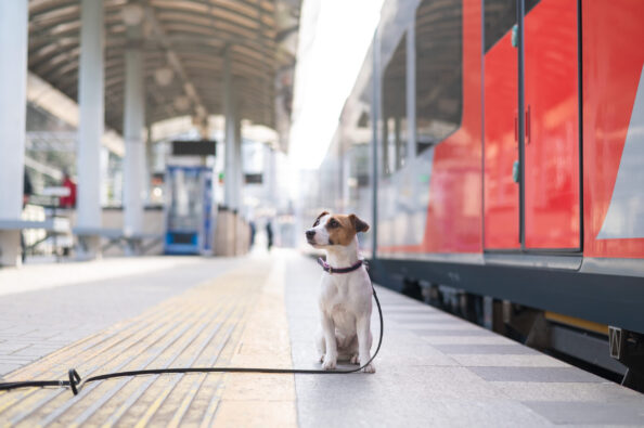 Jack Russell Terrier dog sits alone at the train station outdoors. Μεταφορά συνοδευόμενων ζώων