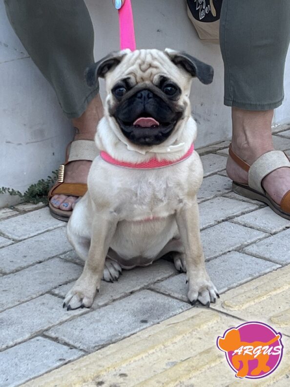 Pug -Χαρά