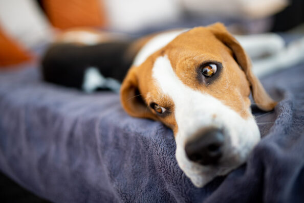 Beagle dog lying down in shade on garden sofa hiding from summer sun Πρώτη συνάντηση σκύλου με τον/την σύντροφό μας στο σπίτι